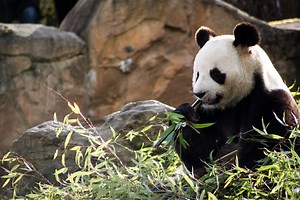Chinese Anger Rises over ‘Malnourished’ Pandas in U.S. Zoo