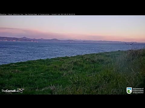 Royal Albatross Chick Tiaki Fledges Out To Sea! | DOC | Cornell Lab – Sept. 25. 2021