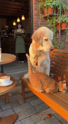 カフェ猫が隣に座る→犬が紳士対応で惚れる🐱🐶 #catanddog #cafe #cute #animals #japan ‪@chiero_piero‬