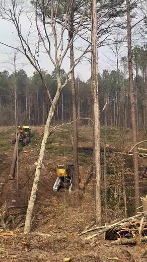 Cutterman Demonstrates Pine Cutting Skills