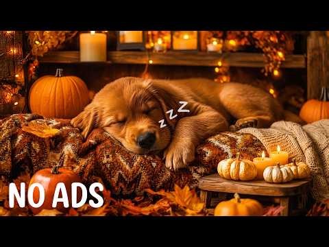 Sleeping music to help dogs sleep in 5 minutes 🎵 Relaxing music for dogs, healing music