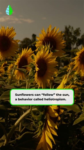 Why Do They CHASE the SUN? 🌻