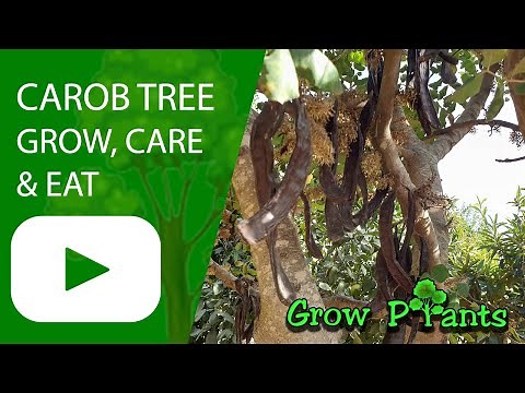 Carob tree - grow & care (Ceratonia silique)