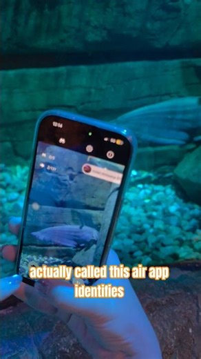 This Aquarium APP knows all the fish in a second! 🐠🐡 #Aquarium #Fish #App