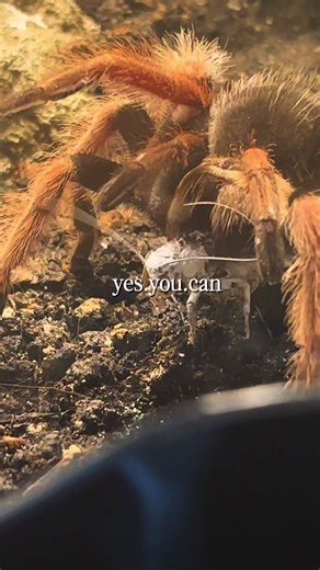 Feeding a Brachypelma Spider: Time to Eat