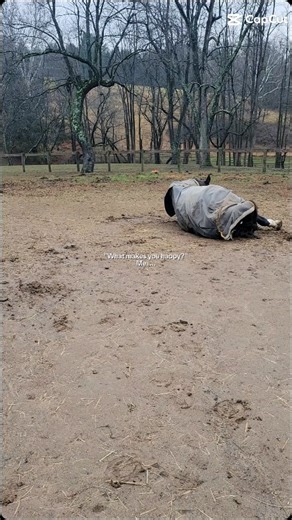 What makes you happy? Every Breakthrough Horse: Rolling in the mud🤦‍♀️🤣 After a night in from the rain...rolling is a requirement! Our riders will have lots of grooming to do this afternoon, at least they had their blankets on!😄 #breakthroughequestrian #lessonhorsesarethebest #muddyseason | Breakthrough Equestrian LLC