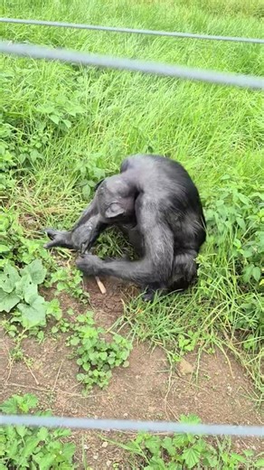 262K views · 7.5K reactions | ️ Monkey See, Monkey Do… or Should We...