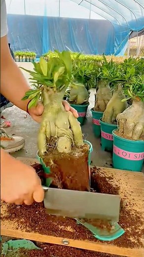 Preparing and Repotting a Desert Rose Plant for Healthier Growth #shorts