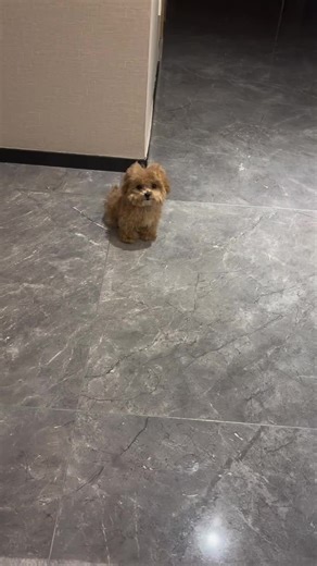 Full AKC 2nd shots Dewormed 1 year health guaranteed Health tested Heavy old pedigree Delivery worldwide 🐩 Register kennel we specifically offered the best healthy puppies leave a message for more inquiries via email ✉️ #poodle #poodlesoftiktok #poodle #poodles #poodlemix #poodlelover #poodletoy #poodlepuppy #poodlelove #poodlecute #poodletiktok #minipoodlepuppy #minipoodlesoftiktok #minipoodle #tiktokshopblackfriday #tiktokshop #puppytiktok #puppydog #maltipoolife #maltipoos #maltipoopuppy #ma