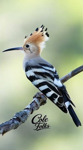 Nature’s Most Unique Bird: The Hoopoe