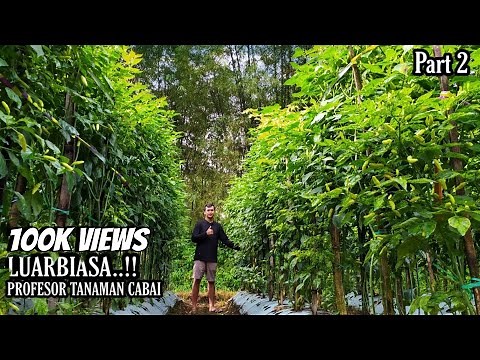 LUAR BIASA TANAMAN CABAI MAS UDIN INI PENJELASAN PROSES TANAM | METODE TANAM PROFESOR TANAMAN CABAI