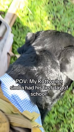 Simba first day of school! #simba#rottweiler#verified_king05#contentcreator#trinidad#trini | Kristian King