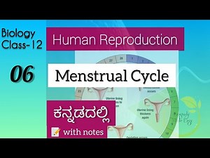 2PU- Menstrual Cycle Class12| Human Reproduction in Kannada| NEET | Biology | written notes