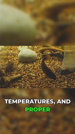 I kept fish wrong for YEARS #fishtank #aquarium #fishcare