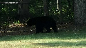 Boxford bear becomes talk of the town - Boston News, Weather, Sports | WHDH 7News