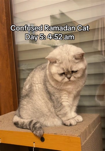 Why My Cat Looks Confused During Suhoor