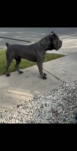 Transformative & Exceptional Cane Corso Pups - For Visionary Owners. A Cane Corso is a life-changing opportunity, not a dog for the faint of heart. We are offering a litter of extraordinary, bold Cane Corso puppies to forward-thinking homes prepared to unleash the full potential of this majestic working breed. Known for their remarkable intelligence, unwavering confidence, and strong protective instincts, these dogs flourish when given a purpose and require a clear, compassionate leader. Our pup