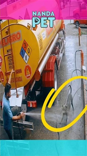 Ele lavava o caminhão até esse cachorro APARECER 🐕💦#animais #cachorro #shorts