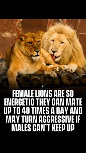 Female lions are known for their extraordinary energy levels, especially during mating periods. When in heat, a lioness may mate up to 40 times a day, often with multiple partners, to increase the chances of successful fertilization. This intense frequency helps trigger ovulation. However, the constant demand can exhaust male lions, and if they become too tired or unresponsive, lionesses may grow aggressive, using bites or swats to encourage continued mating. - #pubity #viral #interesting | Jacq