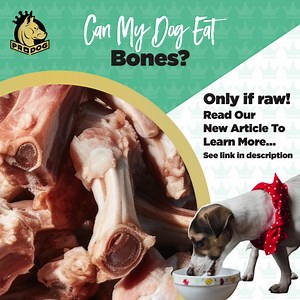 1K views · 19 reactions | Can My Dog Eat? The ChristmasEdition......