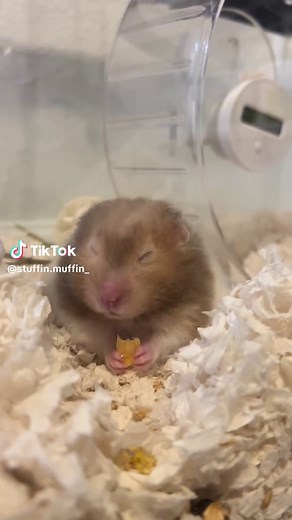 Watch This Hungry Hamster Munching on Muffins!