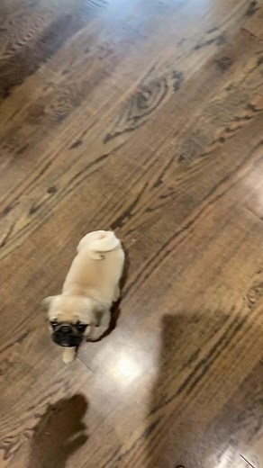 Hilarious Dog Egg Challenge in Real Life