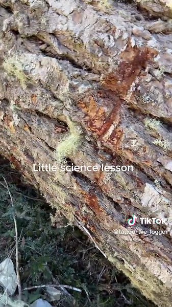 Oregon Logger Examines Conk in a Log for Bucking - PNW Wonderland