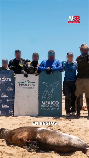 Rescatan a 19 lobos marinos atrapados en redes de pesca en Baja California