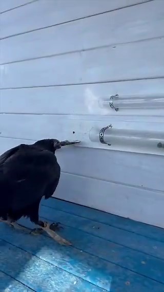 A crow’s problem-solving ability is much closer to a primate’s than most people realize.1. Tool use and spatial reasoningThe crow uses the stick as an external tool and adjusts its position to reach the food. That reflects spatial reasoning.2. Cognitive flexibilityWhen one approach fails, it changes strategy instead of repeating the same movement. That is a marker of cognitive flexibility.3. Cause and effectThe crow appears to understand that applying force in the right direction will move the f