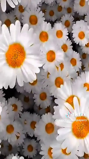 ✔️ Live Videos Wallpaper • #livewallpaper #livevideowallpaper #livevideo #fyp #viral #foryou #nature