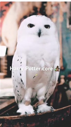 Harry Potter core 🧙🏽‍♀️🪄🤍