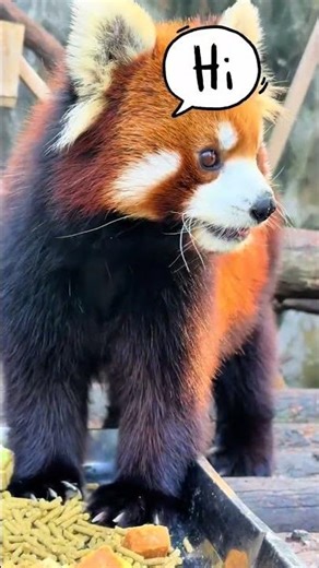 The Enigma of the Red Panda: Not a Raccoon, But a Unique Gem