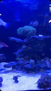 4.2K views · 158 reactions | Out with the old un with the new and Polyplab Genesis Rocks gets your beneficial bacteria there stat. #polyplab @three_reefers #reeftank #coralreef #corals #aquariumhobby #reefcandy #aquarium #reefaquarium #reefroids | Polyplab | Facebook