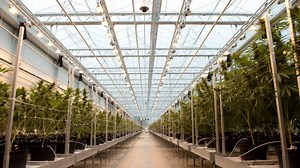 Cannabis company Hexo Corp.’s chief financial officer resigns