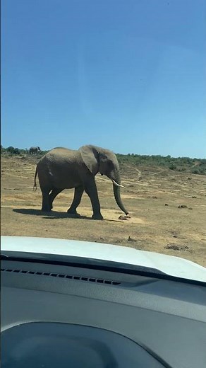Have you ever seen so many elephants? Incredible experience | Addo Elephant Park | South Africa