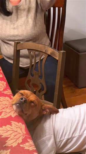 When the dog tried to stay up all night#fyp #dog #dogs #doglover #dogsoftiktok