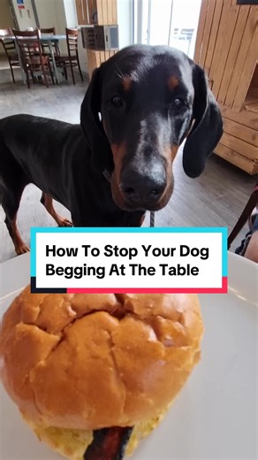 How to Stop Your Dog Begging at the Table