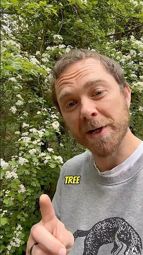 May Day May Tree #trees #treeidentification #mayday #treefacts