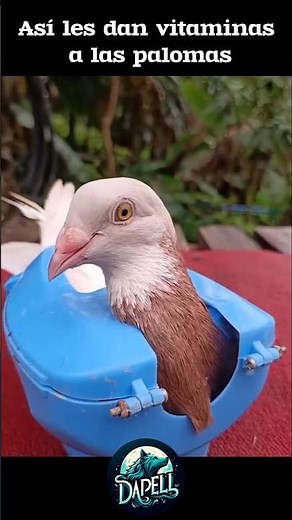 Así medican a las palomas de forma segura #pigeon #animales