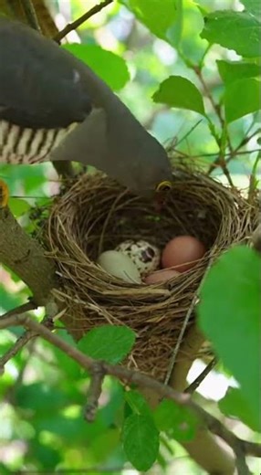 INDIAN CUCKOO Bird’s Nest Rare Parasitic Nesting in the Wild. #birds