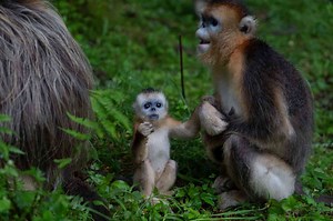 China’s rare golden monkeys debut at European zoos, a possible successor to ‘panda diplomacy’