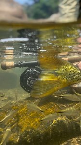 36K views · 1.5K reactions | Touching perfection. #flyfishing #catchandrelease #dorado #bolivia | Jungle Angler | Facebook
