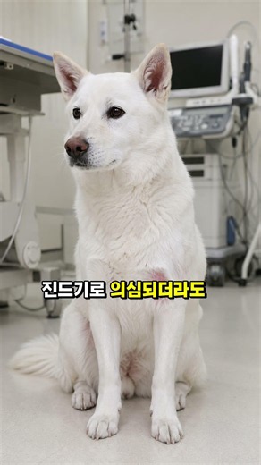 진돗개 진드기 #진도개