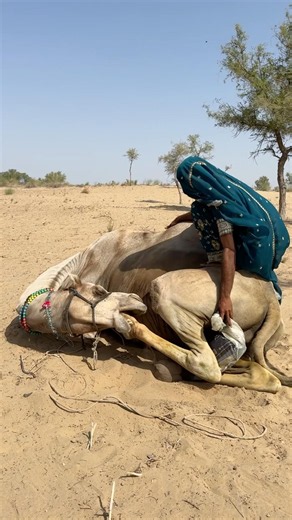 🤯🐪 بعد رحلةٍ طويلة من العطش… وجد الجمل الماء في مشهدٍ أدهش الجميع! 💦❤️