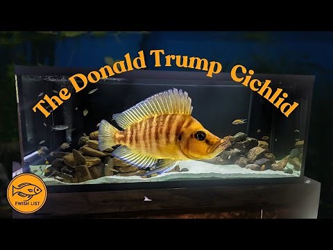 Altolamprologus Compressiceps Care Guide
