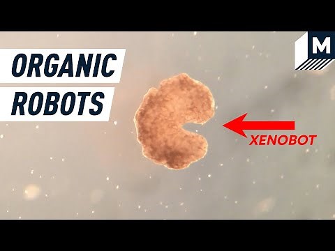 Xenobots: the Age of Biological Robots | Mashable