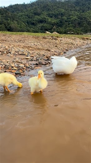 We tried many times to help Tida, our goose, join a flock of other geese—but each time, it didn’t work out. Tida refused to join the group, and sometimes the flock would even peck at her. When we introduced her to a single goose, she paid no attention and walked away. It broke our hearts—we didn’t want her to be alone. We just wanted her to have a friend. Then one day, two injured goslings arrived in our care. They had wounds on their heads, but with time and love, they healed. When they were st