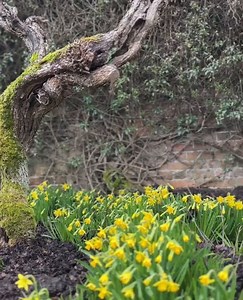1.3K views · 62 reactions | The garden is awakening at Polesden Lacey, with spring flowers peeking through the cold ground. #Accessibility - video with clips of daffodils, miniature hyacinths and snowdrops at Polesden Lacey. | National Trust London and South East | Facebook