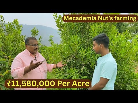 Macadamia Nuts Farming | Earning ₹11,580,000 Per Acre | 3 Year Mecademia Mother Farm Visit Today |