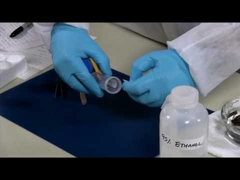 How to preserve sponges